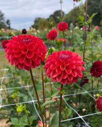 Two-Color Dark Red Dahlia Flower Seeds For Vibrant Garden Planting