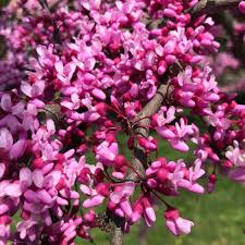 Baby Pink Redbud Tree Seeds For Planting Flower