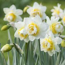 Daffodil Flower seeds for Planting - Cut Flower Favorite, Heirloom & GMO Free Seeds for Home Garden
 
 Sale for planting in home garden.