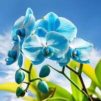 Sky Blue Orchid Flower Seeds for Planting – Heirloom NonGMO High Germination Organic Garden Seeds for Seasonal Exotic Blooms
 
 Sale for planting in home garden