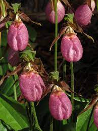 Pink Cypripedium Acaule Flower seeds for Planting - Shade Tolerant, Heirloom & GMO Free Seeds for Home Garden
 
 Sale seeds for home garden