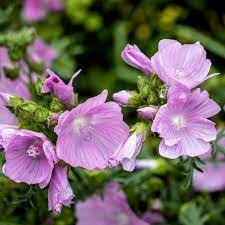 Pink Musk Mallow Flower Seeds For Easy Planting