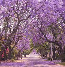 Essential Seeds For Planting Japanese Trees