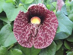 Aristolochia Elegans Flower Seeds For Planting Exotic Vines