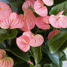 Anthurium Andraeanu Cream Seeds: Perfect For Lush Indoor Gardens And Tropical Displays