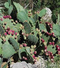 Red Nopalina Plant Seeds Planting