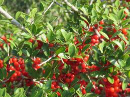 Ilex Vomitoria Seeds For Planting Red Berry Trees Plant Seeds