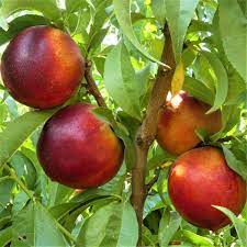 Red Nectarine Fruit Planting Essentials - Seeds For Delicious Homegrown Fruits And Abundant Harvest