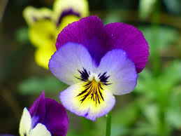 Viola Tricolor Planting Flower Seeds For Vibrant Gardens - Organic Multi-Colored Blooms