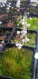 Grow White Utricularia Bisquamata Plants In Your Garden With These Easy-To-Plant Seeds - Seed