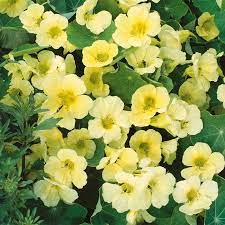 Yellow White Milkmaid Flower Seeds Planting