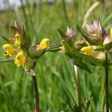 Rhinanthus Plant Seeds Planting