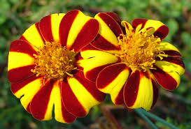 Marigold Jester Seeds For Vibrant Flower Planting