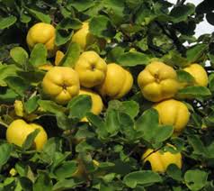 Yellow Cydonia Oblonga Tree Seeds Planting