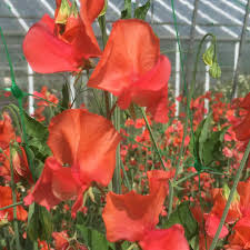 Sweet Pea Flower Seeds Planting Orange