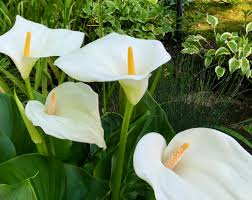 Zantedeschia Aethiopica Planting Seeds Generic For Grace