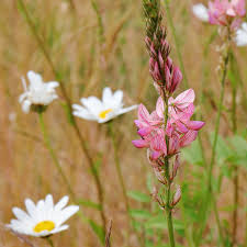 Sainfoin Flower Planting Essentials - Seeds For Thriving And Beautiful Blooms In Your Garden