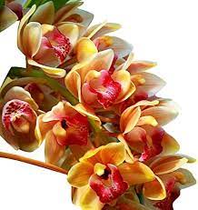 Cymbidium Maxillaria Goeringii Plant Seeds For Yellow Planting - Seed Vibrant White Blooms In Your