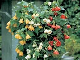 Bright Abutilon Bellevue Flower Seeds For Planting