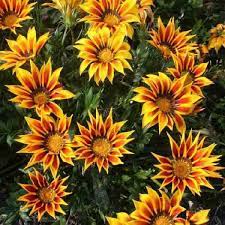 Gazania Flower Seeds - Complete Planting And Growth Kit