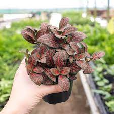 Colorful Fittonia Plant Seeds For Easy Planting