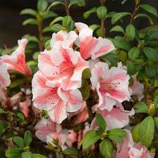 White Azalea Flower Seeds For Planting Delicate Charm