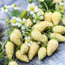 Juicy Strawberry Seeds For Planting