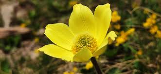 Yellow Anemone Pulsatilla Seeds For Bright Planting Spots Flower