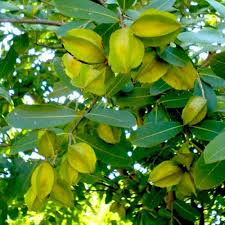 Terminalia Arjuna Tree Seeds For Planting - Thriving Growth And Robust Development In Your Garden