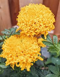 Russian Marigold Planting Flower Seeds For Colorful Blooms