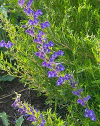 Purple Scutellaria Seeds For Perennial Planting Flower