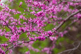 Baby Pink Redbud Tree Seeds For Planting Flower