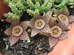 Stapelia Variegata Flower Seeds Planting