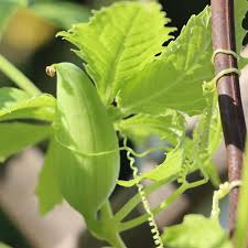 Cyclanthera Pedata Cyclanthera pedata for planting in vegetable patch