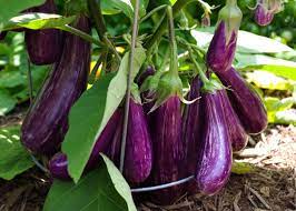 Sweet Purple Eggplant Seeds For Easy Planting Vegetable Seeds