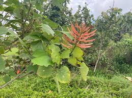 Erythrina Berteroana Seeds For Planting - Vibrant Mother Tree With Showy Flowers Flower