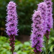 Violet Gayfeather Seeds For Planting - Beautiful Flower Garden