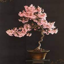 Bonsai Tree Seeds For Artistic Pink Planting