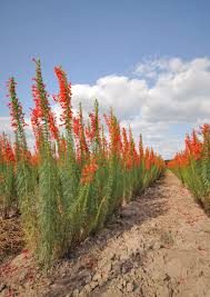 Standing Cypress Planting Flower Seeds