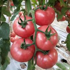 Pink Tomato Seeds For Planting Vegetable Seeds