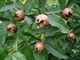 Brown Mespilus Germanica Seeds for Planting