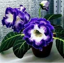 Blue Cream Gloxinia Flower Seeds for Planting – Heirloom NonGMO Cut Flower Favorite Organic Garden Seeds with High Germination
 
 Sale for planting in home garden