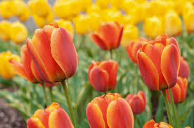 Orange And Purple Tulip Flower Seeds For Planting: Vibrant Blooms To Enhance Your Garden