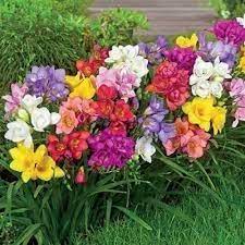 Fragrant Freesia Flower Seeds For Planting