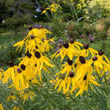 Yellow (Yellow Echinacea) seeds for planting in home garden