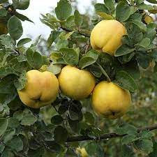 Yellow Cydonia Oblonga Tree Seeds Planting