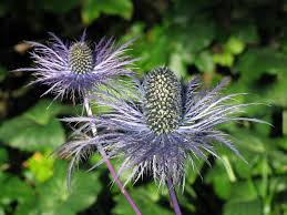 Alpinum Planting Flower Seeds