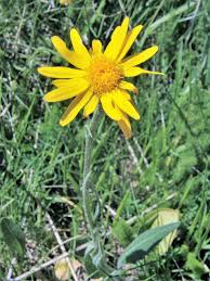 Arnica Montana Medicinal Flower Seeds For Planting