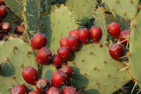 Red Nopalina Plant Seeds Planting