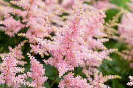 Astilbe Flower Seeds For Planting Light Green - Soft Beauty Your Garden